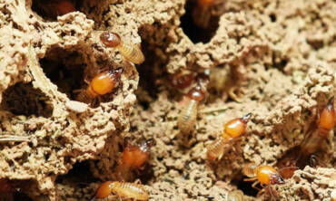 Termite Control