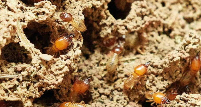 Termite Control