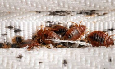 Bed Bug Treatment