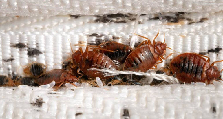 Bed Bug Treatment